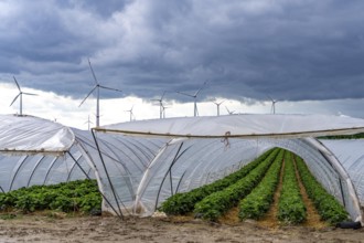 Agriculture, large areas with foil tunnels, for the cultivation of strawberries, wind farm, south