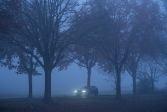 Country road B 57 near Erkelenz, autumn, fog, rainy weather, tree-lined avenue, wet road, North