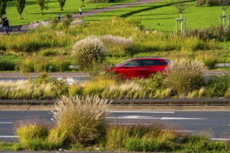 Greenery in the city centre, flower and plant beds, along Altendorfer Strasse, road traffic, in