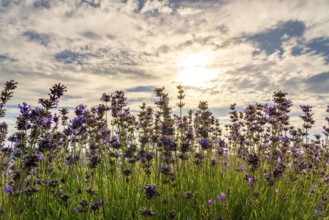 Lavender fields in East Westphalia Lippe, OWL, near the village of Fromhausen, near Detmold, the