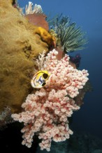 Detail of colourful coral reef with left stony coral (Scleractinia) hard coral reef-building coral,