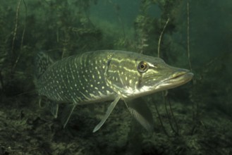 Adult pike (Esox lucius) standing in shallow water near shore over aquatic plants in lake looking