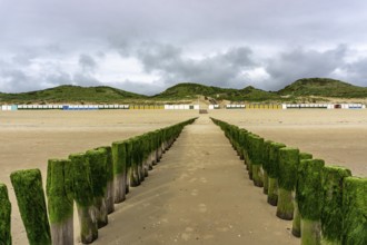 North Sea coast in Zeeland, called Zeeland Riviera, breakwater, made of wooden piles, near