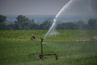 A field with onions is artificially irrigated, water is sprayed onto the field via a sprinkler