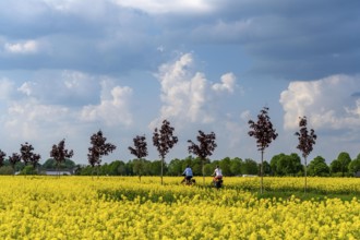 The avenue cycle path between Xanten and Marienbaum, Kalkar, on the Lower Rhine, former railway