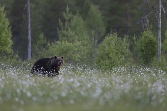 Brown bear (Ursus arctos) in the Finnish taiga, Kuusamo, Finland, Europe