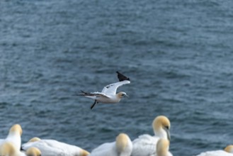 Single northern gannet (Morus bassanus) in flight off the offshore island of Helgoland, North Sea,