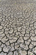 Dry ground, cracked, dried-up riverbed, in a branch of the Rhine, near Duisburg