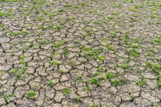 Dry soil, cracked, only a few weeds growing out of the ground, dried-up riverbed, in a side arm of