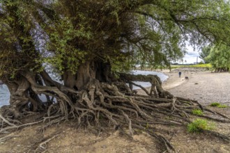 Rhine bank near Duisburg-Baerl, old silver willow, exposed roots, North Rhine-Westphalia, Germany,