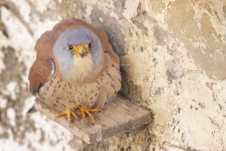 Lesser kestrel (Falco naumanni) male, hunting, foraging, portrait, sitting in a ruin, lying in