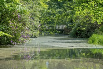 A tranquil pond with green trees and a white bridge in the background, surrounded by lush nature,