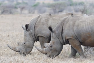 Southern white rhinoceroses (Ceratotherium simum simum), two adult males feeding on dry grass, with