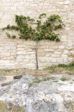 Grapevine, vine plant, Neuenburg Castle, Freyburg, Saxony-Anhalt, Germany, Europe