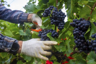 Grape grape harvest: Hand-picking Pinot Noir grapes in the Palatinate