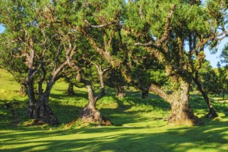 Centuries-old til trees in fantastic magical idyllic Fanal Laurisilva forest on sunset. Madeira