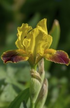 Iris, flower, Netherlands