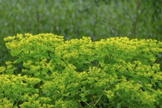 Spurge (Euphorbia), North Rhine-Westphalia, Germany, Europe