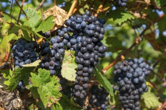 Close-up of blue grapes on vines in the Palatinate