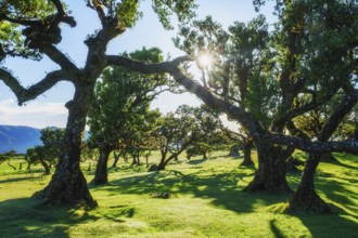 Centuries-old til trees in fantastic magical idyllic Fanal Laurisilva forest on sunset. Madeira