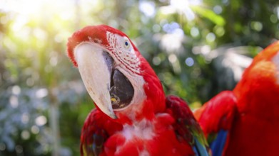 Red and white jungle macaw parrot with open beak friendly staring at camera