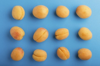 Rows of apricots on a blue pastel background, top view, flat lay