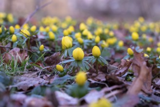 Yellow winter aconites poking through brown leaves on the forest floor, blurred natural