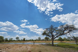 Bizarre landscape in the Khwai river area of the Moremi National Park in Botswana