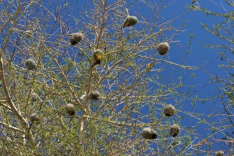 Weaverbirds, bird, nest, build, group, nesting, nesting birds, nesting birds, roundhouse, bird's