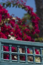 Majorelle Garden, botany, bougainvillea, flora, plant, botany, tropical, climate, architecture,