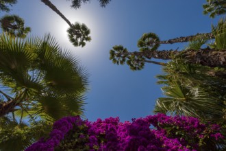 Palm trees in the Majorelle Garden, botany, palm, flora, backlight, sun, summer, flower, plant,