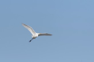 Great egret (Ardea alba) in flight in the sky, Bas-Rhin, Alsace, Grand Est, France, Europe