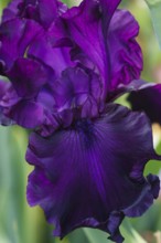 Beautiful multicolored iris flower bloom in the garden. Close up, fragility and summer concept