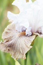 Beautiful multicolored iris flower bloom in the garden. Close up, fragility and summer concept