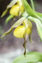 Beautiful orchids of different colors on green background in the garden. Lady's-slipper hybrids.