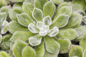 Beautiful succulent plant in greenhouse. Closeup, floral patterns, selective focus