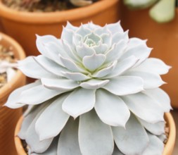 Beautiful succulent plant in greenhouse. Closeup, floral patterns, selective focus