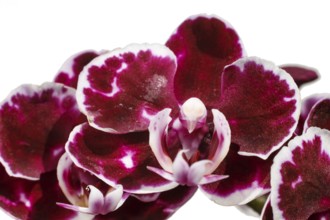 Beautiful orchids of different colors on white and grey background. Phalaenopsis hybrids. Close up