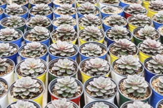 Various types of succulent in flower pots in the greenhouse. Closeup, selective focus