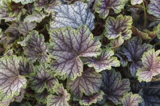 Heuchera or coral bells, plant with beautiful colored leaves