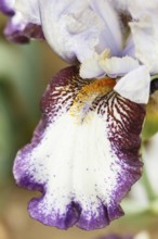 Beautiful multicolored iris flower bloom in the garden. Close up, fragility and summer concept