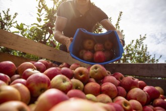 Apple harvest in Meckenheim/Pfalz. Harvest workers from Bleichhof in Meckenheim harvesting Weirouge