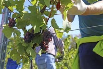 Grape grape harvest: Hand-picking of Pinot Gris grapes in the Palatinate (Norbert Groß winery,