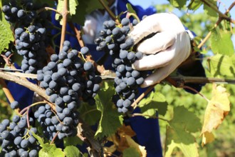 Grape grape harvest: Hand-picking Pinot Noir grapes in a vineyard in the Palatinate