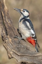 Great Spotted Woodpecker (Dendrocopos major) on a branch in the forest. Bas-Rhin, Alsace, Grand