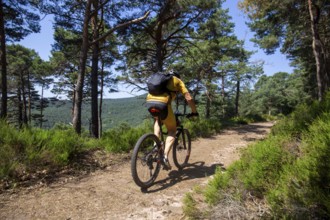 Mountain bikers in the Palatinate Forest on the way to Hohe Loog near Neustadt an der Weinstraße