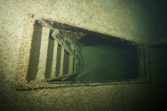 Rusty ladder in a shipwreck, covered by mussels, quagga triangle mussel (Dreissena rostriformis