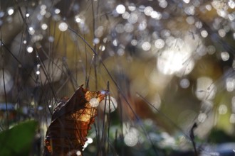 Water droplets, beautiful bokeh, winter, Germany, Europe