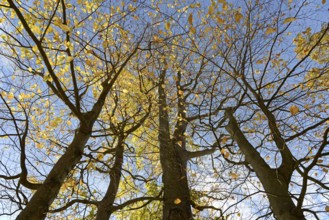 Deciduous trees, copper beech (Fagus sylvatica), view into the treetops with autumn leaves, blue