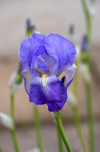 Purple iris flower with delicate petals, Hesse, Germany, Europe